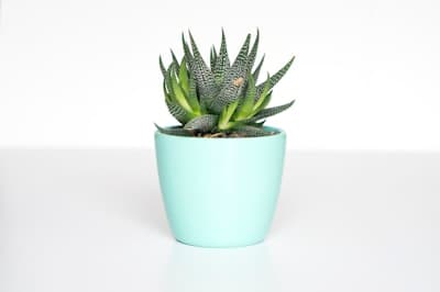 Planten styling